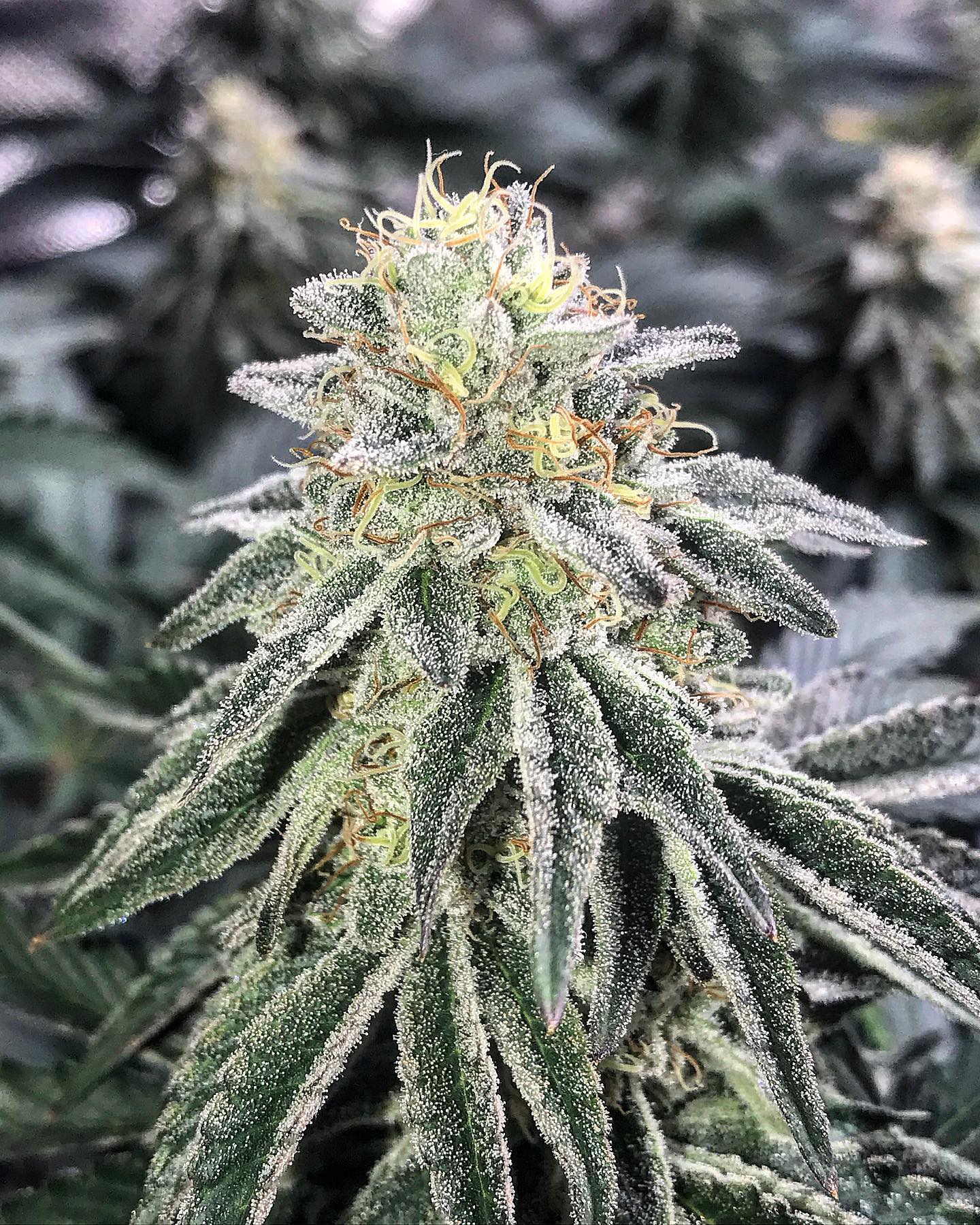 Amnesia PaxGenetix Amnesia PaxGenetix